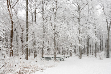 Obraz premium Picnic tables and trees covered in fresth winter snow in a forest