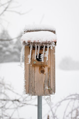 Backyard birdhouse covered in white snow and hoarfrost from winter storm