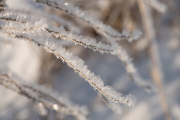 Obraz premium Cold winter snowflakes and frost covered prairie plants