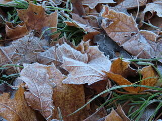 frozen autumn leaves 