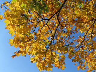 autumn leaves against blue