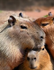 Several capybaras are cuddled closely, their soft fur blending as they enjoy each other’s warmth in a serene natural setting. This display of bonding highlights their friendly behavior