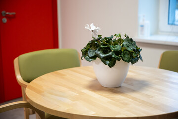 A small wooden table with a white potted plant and two green cushioned chairs, set indoors with a vibrant red door and a window with a sanitizer bottle.