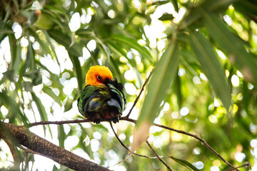 colored parrot sleeps on a tree and there is space for text