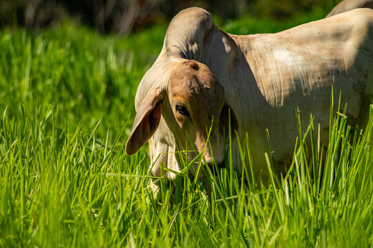 Um boi solit&aacute;rio, comendo capim fresco no campo em um dia claro.