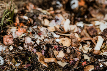 people make compost from food waste, recycle garbage, humus, manure pit, clean fruits and...