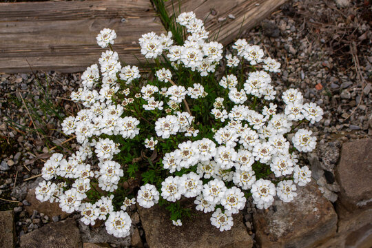 Close-up bunch of small white flowers in bloom. Iberis sempervirens blossom. Evergreen candytuft