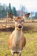 A deer gazes at the camera with ears perked up, surrounded by grass and bare soil. Blurred trees and wooden posts are visible in the background.