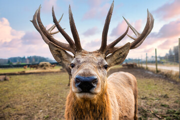 A close up of a deer with antlers standing in a grassy field, facing the camera. A fence and distant trees are visible under a partly cloudy sky.