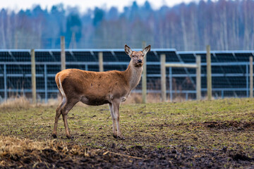 A deer stands in a muddy field with dry grass, near solar panels enclosed by a wooden fence. Bare trees in the distance suggest a colder season.