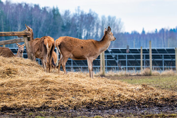A group of deer stands on a hay mound near a wooden structure, with a fence and solar panels visible. Bare trees in the background suggest a colder season.