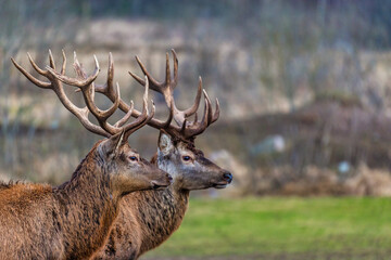 Fototapeta premium Two stags with detailed antlers stand in a grassy area, framed by a blurred forest background. Their fur texture contrasts with muted natural tones.