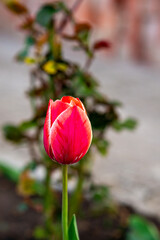 Fototapeta premium Close up of tulip flower growing in garden