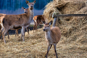 A group of deer stands near a wooden hay structure, with one deer in the foreground. Tall, dark trees form a forested backdrop in this natural setting.