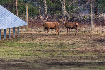 Two deer, including one with antlers, stand on grass near solar panels. A wire fence and scattered trees highlight the mix of nature and infrastructure.