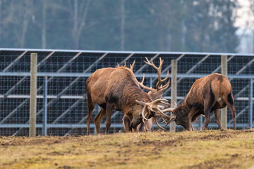 Two deer with large antlers spar on a grassy field as a third deer watches. A metal fence, solar panels, and leafless trees are visible in the background.