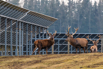 A group of deer with antlers stands near an elevated solar panel array, surrounded by grass, bare...