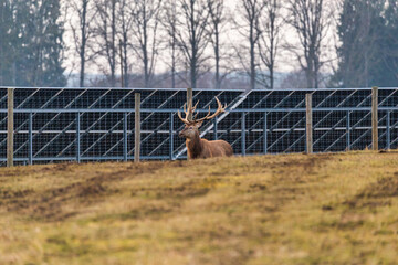 A stag with large antlers rests on a grassy field near a fenced area of solar panels, with leafless...