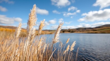 Fototapeta premium Autumn reeds by lake, hills background, nature scene