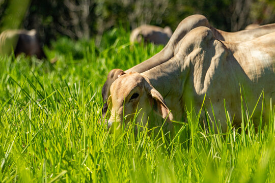 Um rebanho com poucos animais, comendo capim no campo, em um dia claro com c&eacute;u azul.