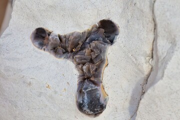 detail of a stone minerals at Durdle Door Beach - Dorset -united kingdom