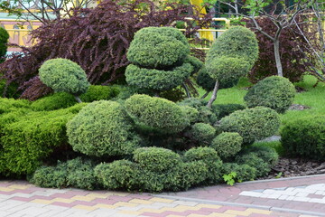 A well-maintained garden with artistically pruned shrubs, possibly bonsai or topiary, featuring...