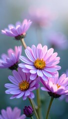 Delicate purple asters in clusters on white petals, elegant, blossoming