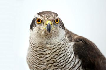 Portrait close-up of an harrier buzzard goshawk over on white background
