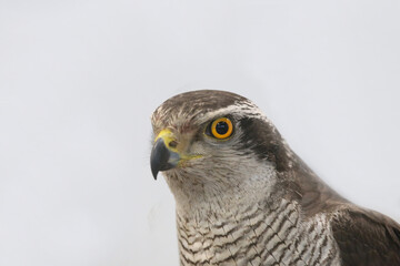 Portrait close-up of an harrier buzzard goshawk over on white background
