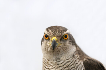 Portrait close-up of an harrier buzzard goshawk over on white background