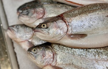 Raw steaks of rainbow trout chilled on shallow ice at the seafood market. An open shelf at the fish market. Close-up