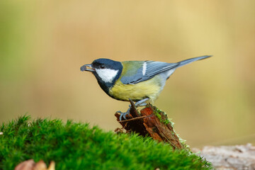 Great tit close up ( Parus major )on a branch, Impressive clean nature background in sunset.