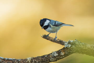 Coal tit (Periparus ater) perched on on a branch, Impressive clean nature background in sunset.