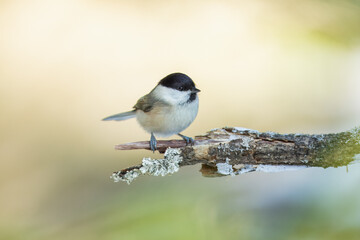 Willow Tit , Poecile montanus or Parus montanus perched on on a branch, Impressive clean nature background in sunset.