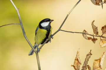 Great tit close up ( Parus major )on a branch, Impressive clean nature background in sunset.
