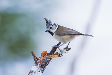 The crested tit or European crested tit (Lophophanes cristatus) (formerly Parus cristatus) perched on on a snowy branch, Impressive clean nature winter background.