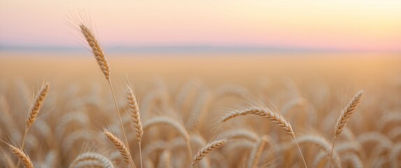 Golden wheat field bathed in warm golden light during sunset creating a tranquil scene with soft focus on wheat stalks in the foreground