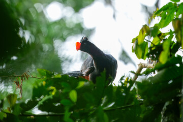 Razor-billed Curassow Mitu tuberosum, is a species of bird in the family Cracidae, the chachalacas, guans, and curassows. It is found in Bolivia, Brazil, Colombia, and Peru