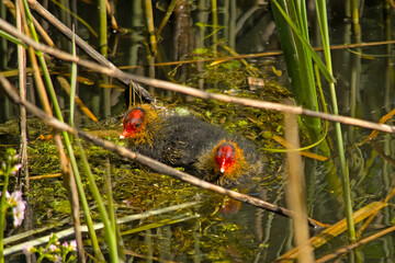 Two coot chicks swimming in the lake in Bourgoyen nature reserve, Ghent, Flanders, Belgium