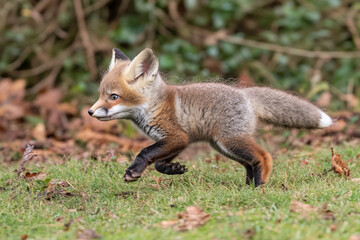 Fox cub hops playfully through the forest grass