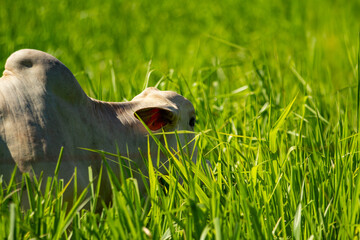 Obraz premium Um boi solitário, comendo capim fresco no campo em um dia claro.