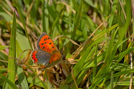 Bright orange small copper butterfly - Lycaena phlaeas 