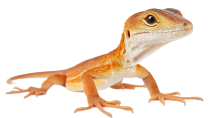 Orange lizard posing on transparent background