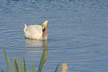 White swan foraging in a blue lake in Bourgoyen nature reserve, Ghent, Flanders, Belgium