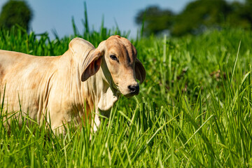 Um boi no meio de um pasto com capim fresco e farto. © Angela