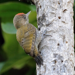 Little Woodpecker (Veniliornis passerinus) male, perched on a trunk