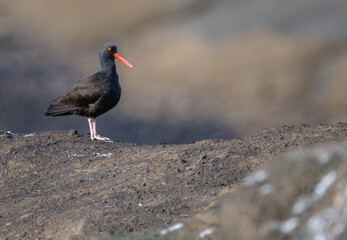 A Black Oystercatcher standing on shore rock