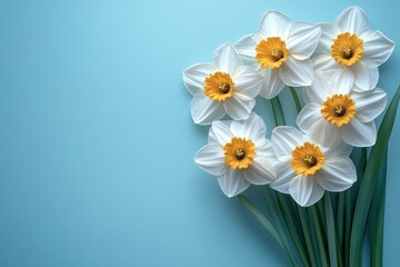 Fototapeta premium A bouquet of white and yellow daffodils against a light blue background.