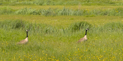 Canada goose couple holding guard in the marsh of Bourgoyen nature reserve, Ghent, Flanders, Belgium  © Kristof Lauwers