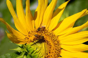 Close up em um girassol com algumas pétalas ainda dobradas, com abelhas no centro.